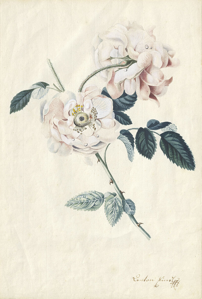 © Residenzgalerie Salzburg, Illustration Fotostudio Ulrich Ghezzi, Oberalm Roses
Residenzgalerie Salzburg (in memoriam Roman Szalay - Donated by Anna Szalay)